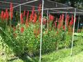 Cardinal flower